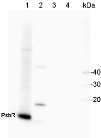 PsbR | 10 kDa protein of PSII in the group Antibodies Plant/Algal / Photosynthesis / PSII (Photosystem II) at Agrisera AB (Antibodies for research) (AS05 059)